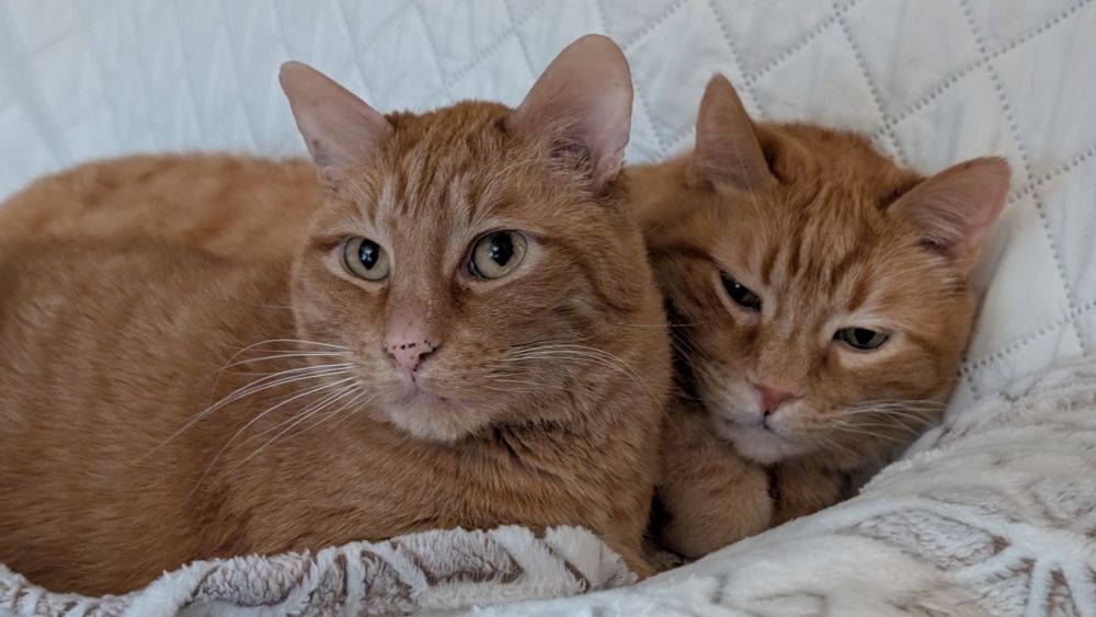Two orange cats cuddling on a couch