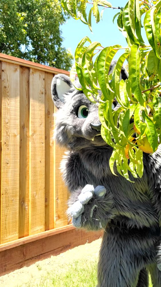Gray cat fursuit poking from behind the leaves of a tree, standing in front of a wood fence.