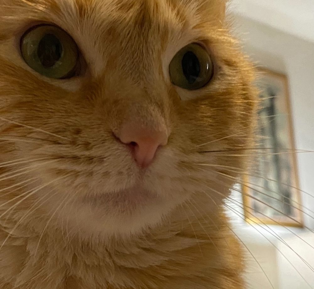 Butterscotch, our orange cat.