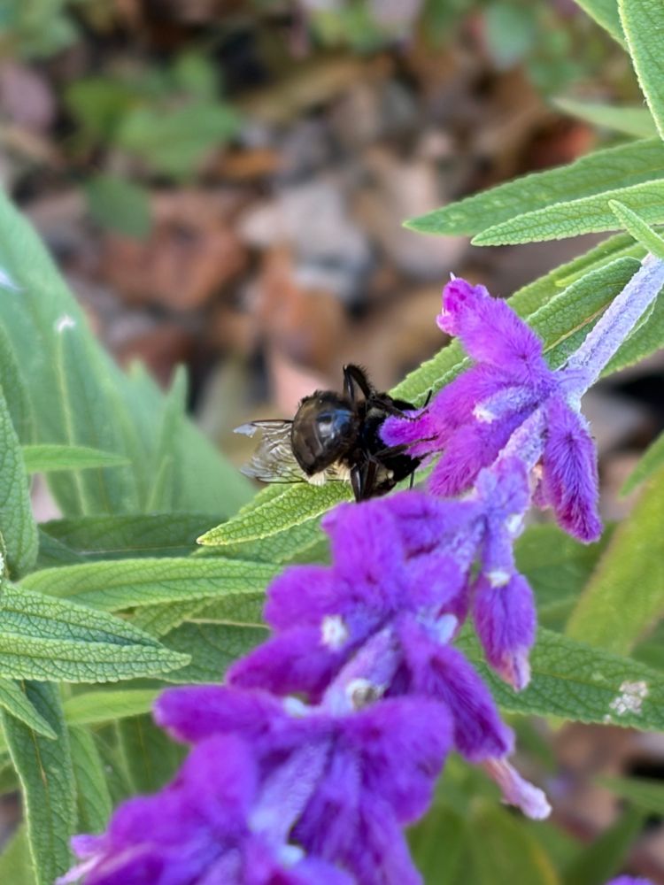 Bumblebee bum on my Mexican Sage