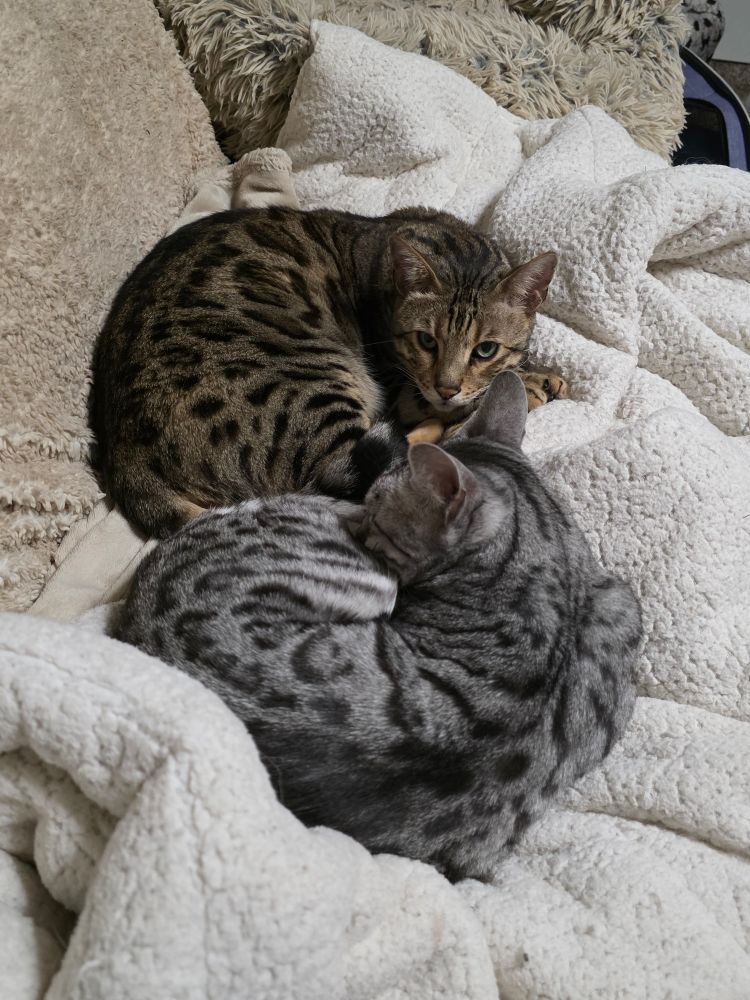 Two Bengal cats curled up on sheepskin blankets