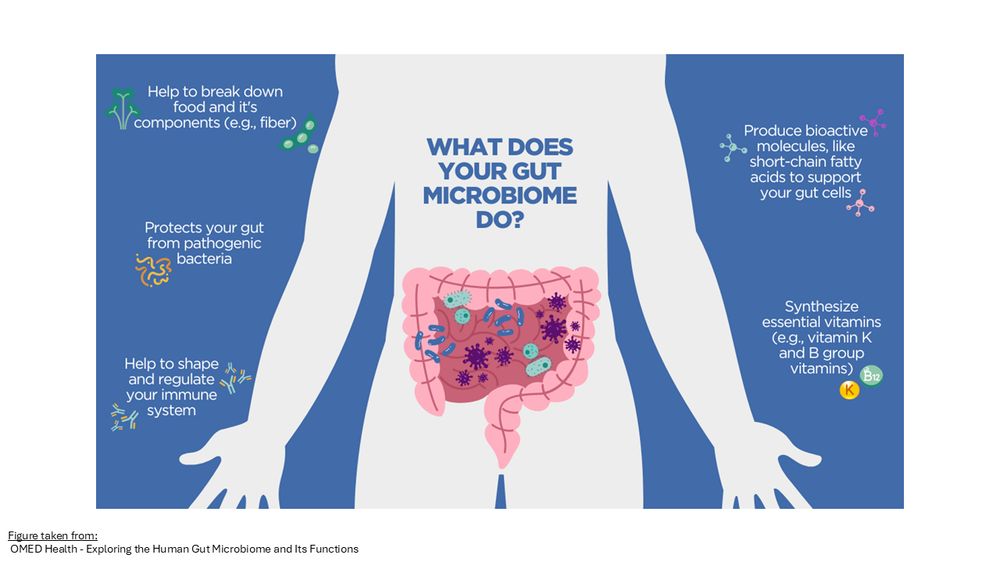 What does your gut microbiome do?
- Help to break down food and its components 
- Protects your gut from pathogenic bacteria
- Help to shape and regulate your immune system
- Produce bioactive molecules, like short-chain fatty acids to support your gut cells
- Synthesize essential vitamins 