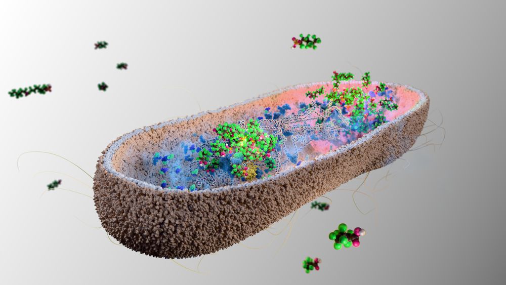 3D rendering of a bacterium with flagella cut open to show clumps of PFAS molecules inside along with the bacteria's own cellular machinery.
