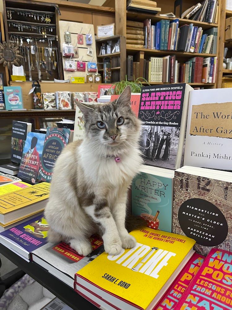 lynx point bookstore cat amid array of books