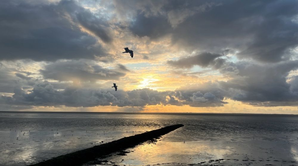 Möwen über dem Wattenmeer bei Sonnenuntergang