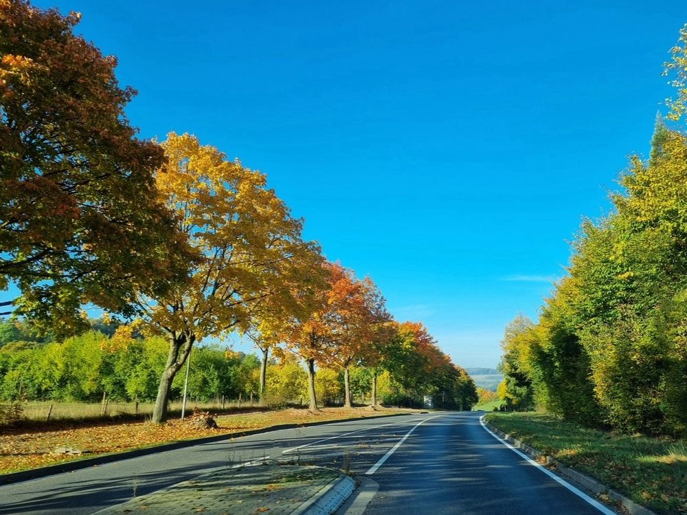 Herbstliche Bäume links und rechts von einer Straße, blauer Himmel