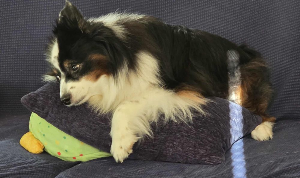 Tricolor mini Aussie laying on a pillow looking depressed 
