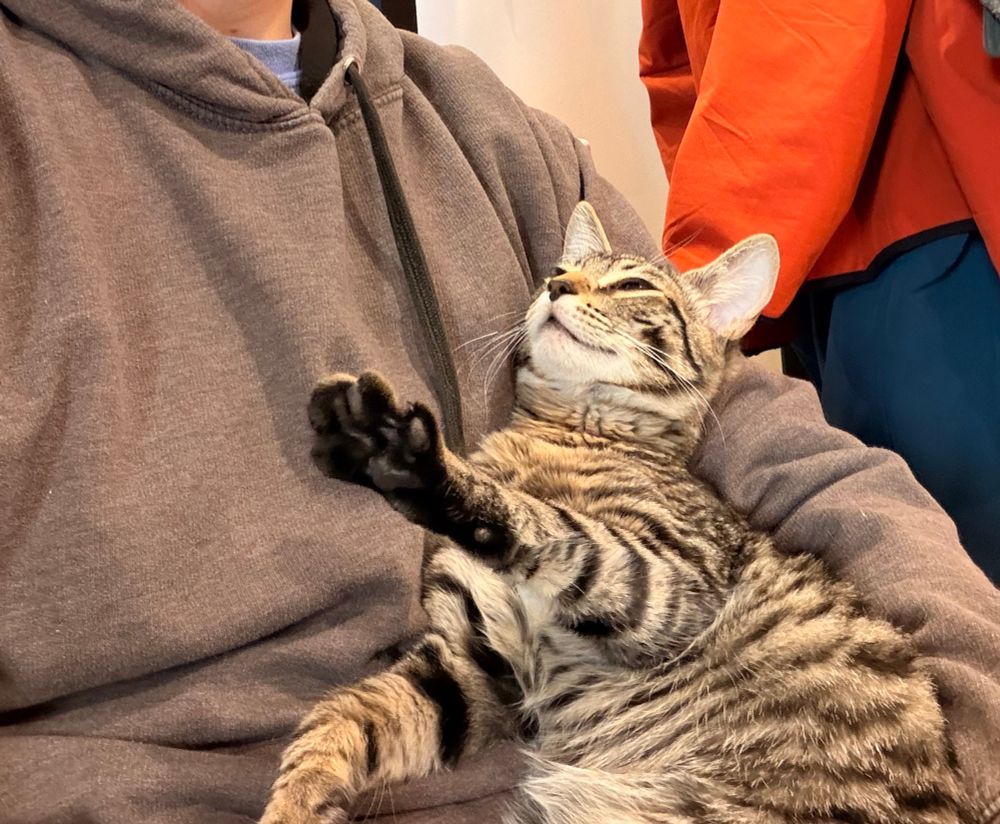 Fig stretches his paw towards my face as he looks up to me while laying in my arms