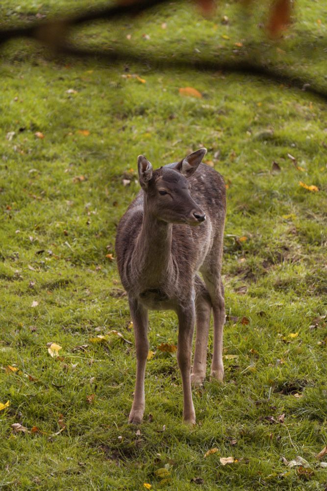 Photo d’un daim 