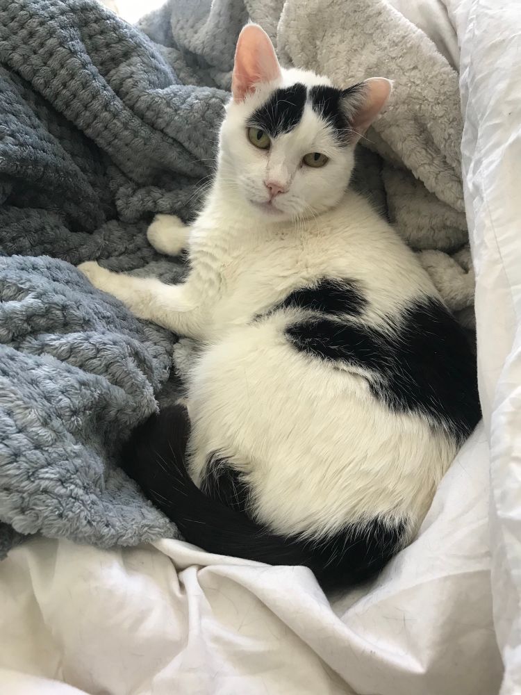 A white cat with black markings is cuddle up in a blue fleece on white sheets. 