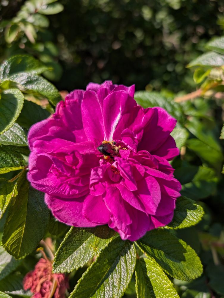 a big pink flower with a bumblebee butt popping out of the center