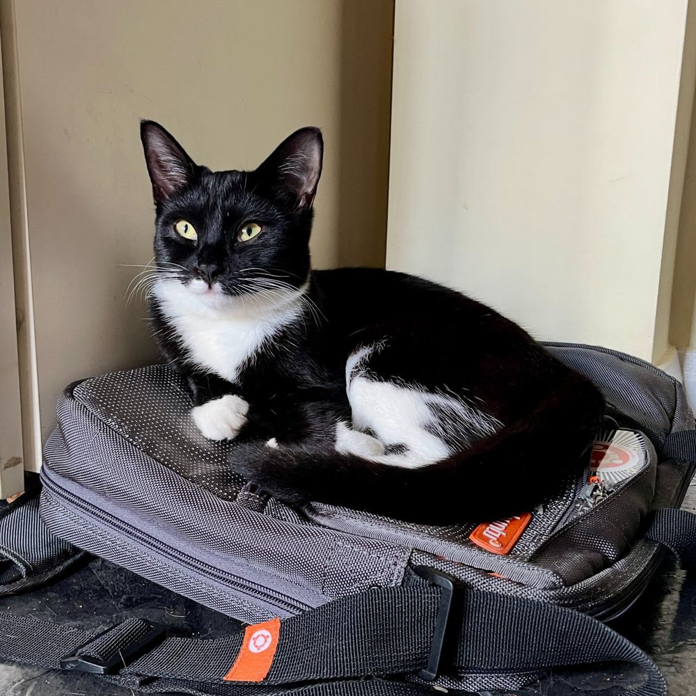 Luna, the black and white kitten, is comfy atop an Ubuntu-branded grey messenger bag, with orange highlights.