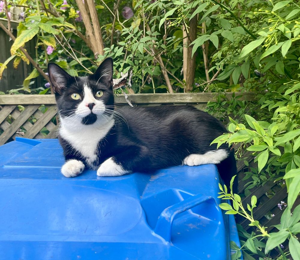 A black and white cat sat on top of a blue domestic outdoor recycling bin. The cat is surrounded by bushes that are very leafy and green