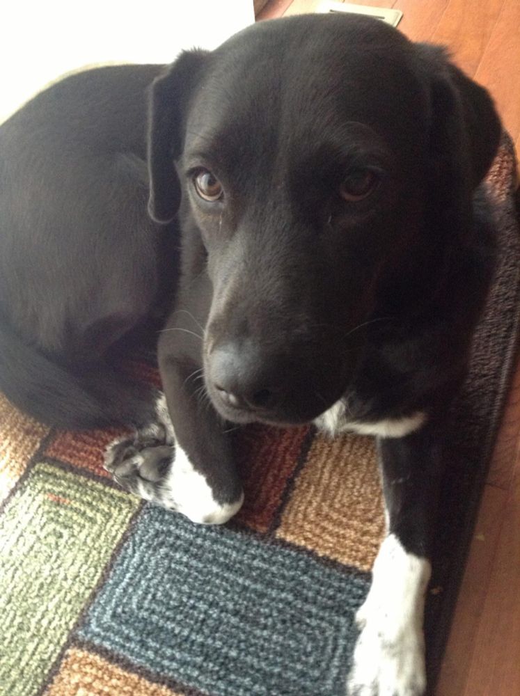 A black dog with white paws laying on a rug