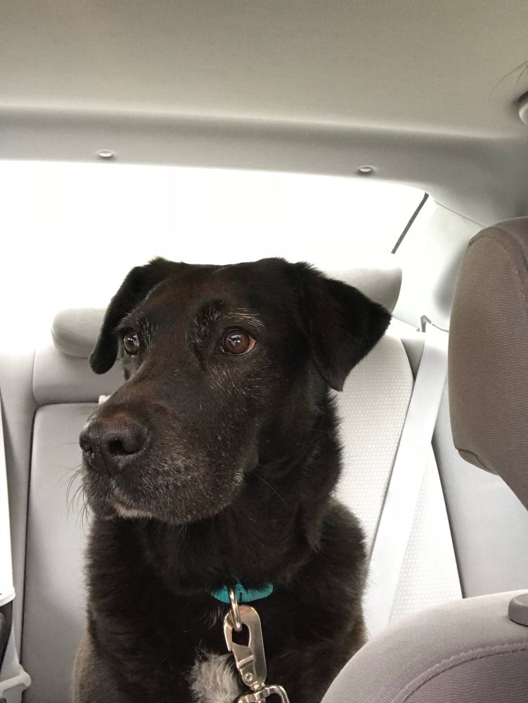 A black dog in a car