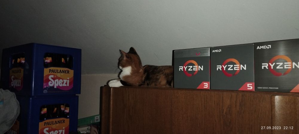 Katze Conny sitzt auf Schrank