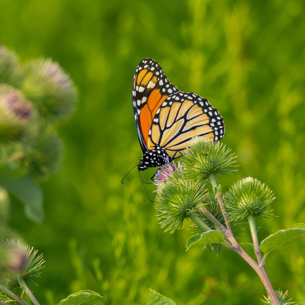 A monarch butterfly alights on a thistle.
