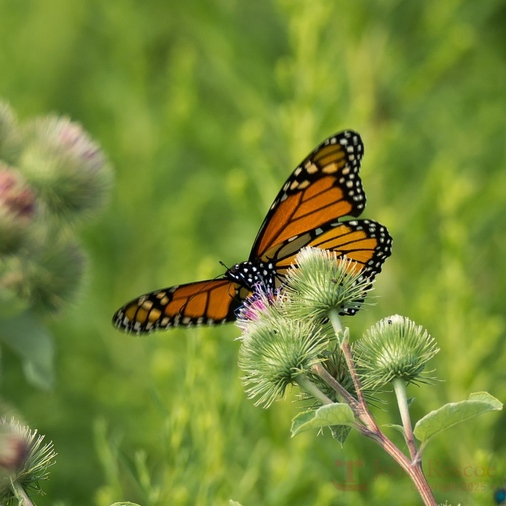 A monarch butterfly alights on a thistle.