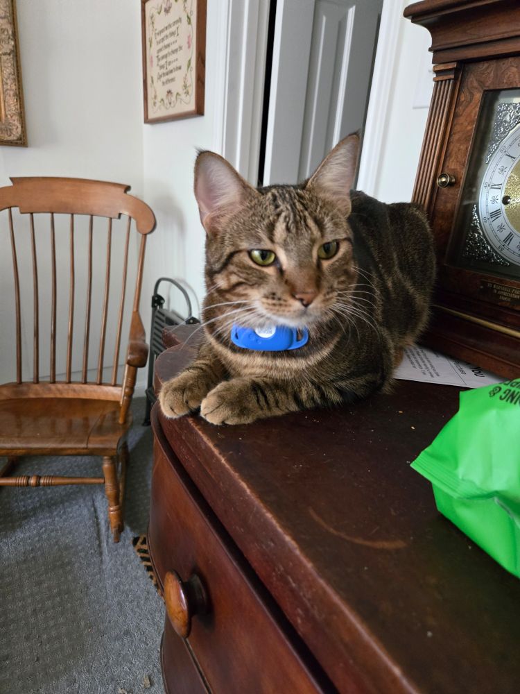 A brown tabby cat loafs on top of a dresser. His eyes are narrowed in an expression of perpetual judgement. I happen to know that he gets it from his mother.