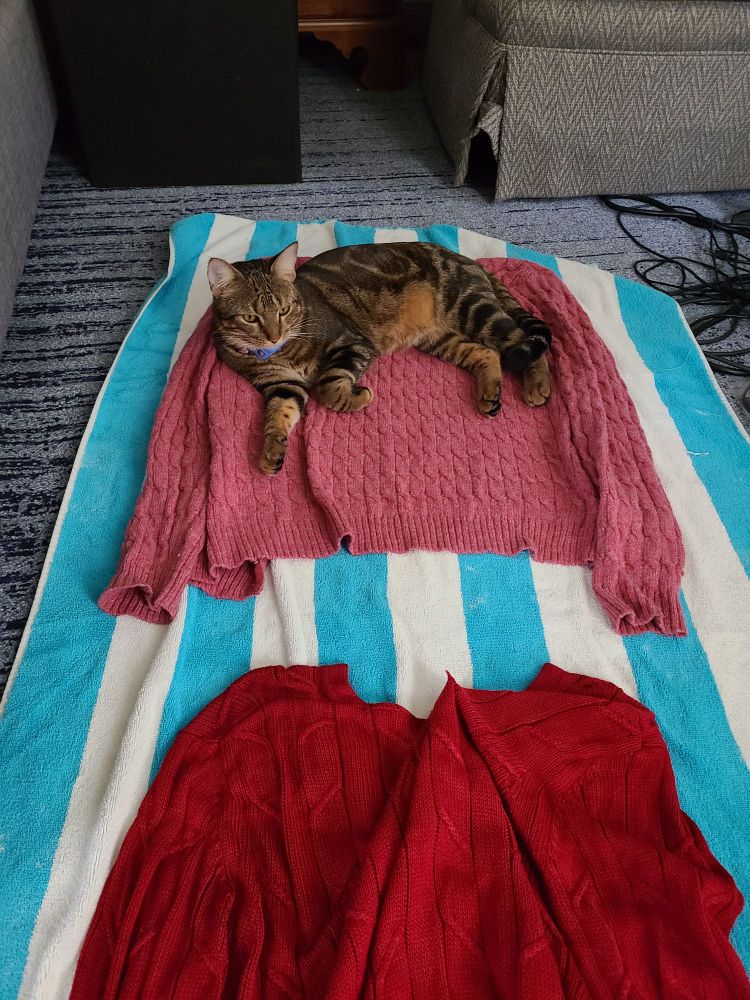 A large blue and white striped beach towel is laid flat on the floor. Two sweaters, one pink, one red are laid out to dry on the towel. A brown tabby cat has chosen to stretch out on the pink one. Not visible is the snag he put in the red sweater which he obviously tried out first. 