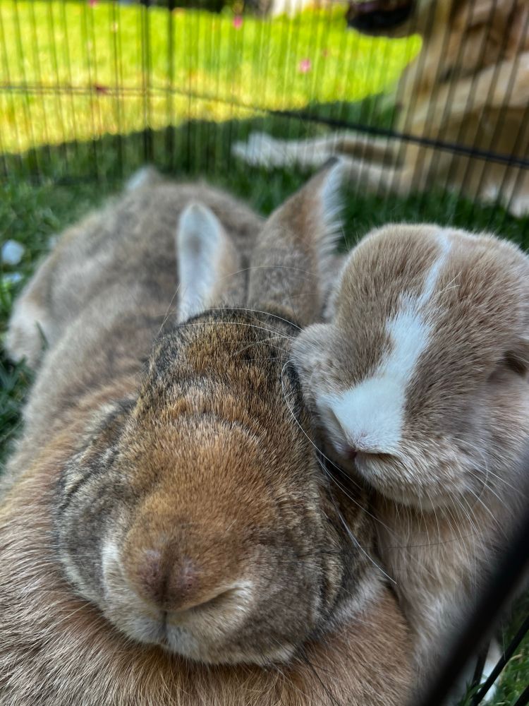 Two rabbits laying next to each other 