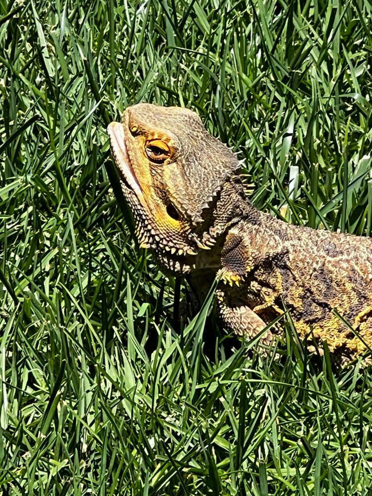Bearded dragon on grass