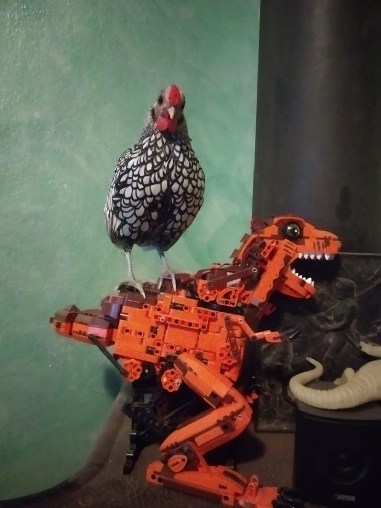 Sebright and dinosaur