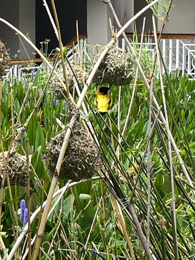 A masked weaver bird hanging from its nest
