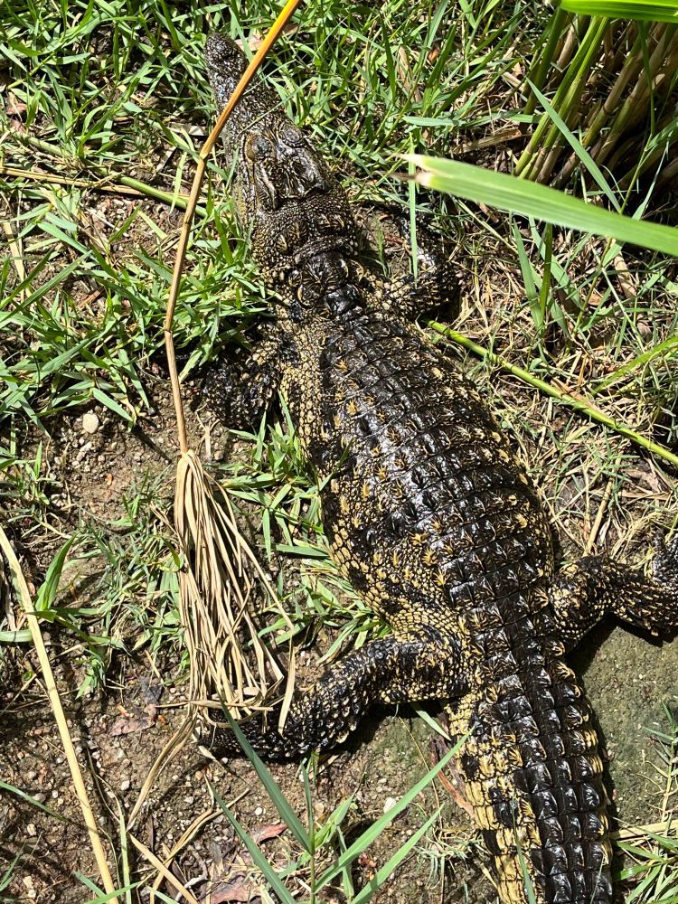 A crocodile sunning itself near my feet
