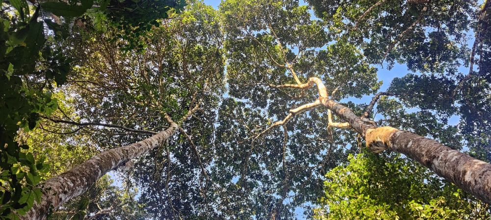 Picture of canopy of two trees taken from underneath them. The picture exhibits the phenomenon of Crown Shyness 