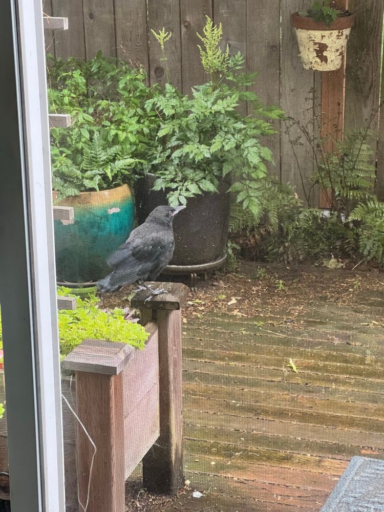 A picture of a baby crow perched on a planter 