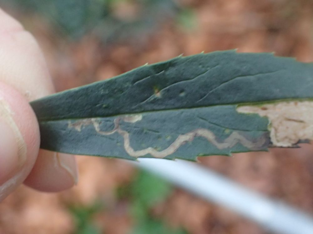 A close up of a dark green hellebore leaf with the wavy leaf mine of the Agromyzid fly Phytomyza hellebori.