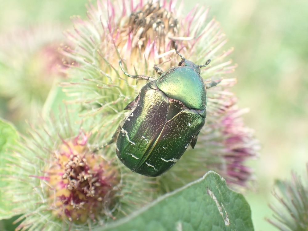 A large metallic green chafer beetle with several thin white markings is on a spiky burdock flowerhead.