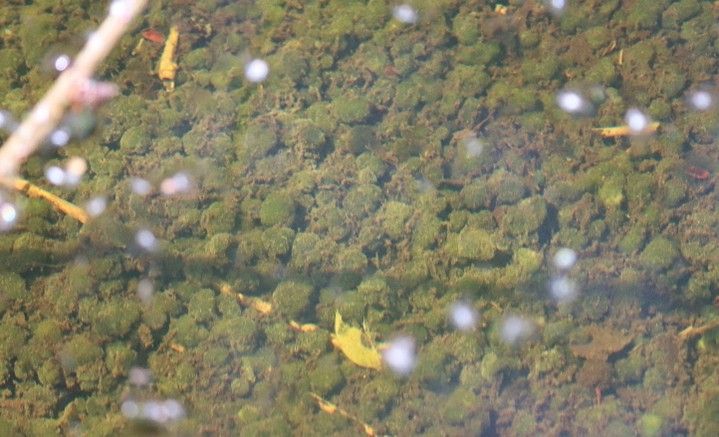 A picture taken through clear water, showing lots of small green spheres coating the bottom.