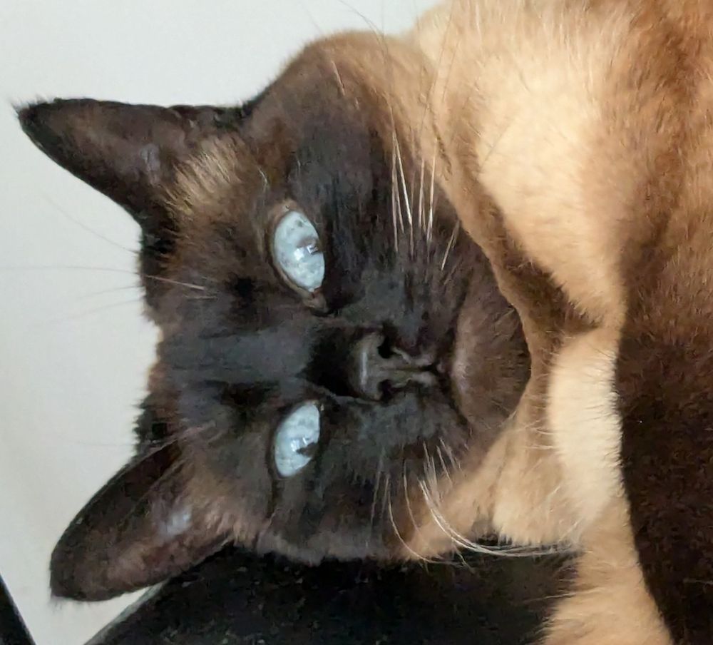 A Siamese cat looking very silly
