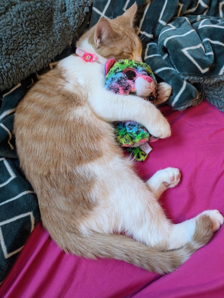 Six month old kitten sleeps, stuffed cheetah pulled in a tight hug. 
