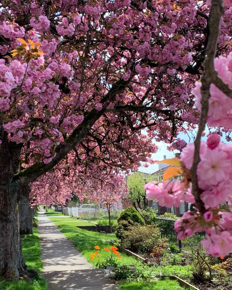 A sidewalk recedes out of sight under vibrant pink cherry blossom trees in full bloom. 