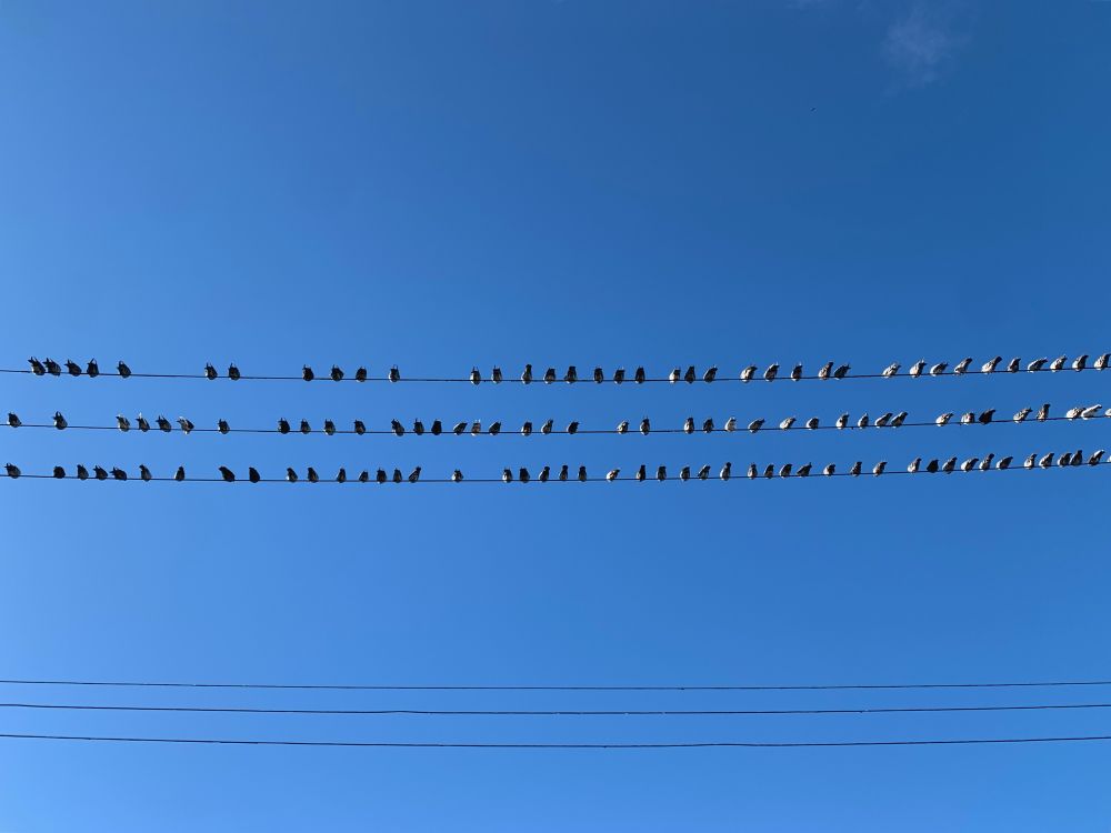 In a nearly clear blue sky, three parallel power lines are occupied end to end by lil pigeons butts. 