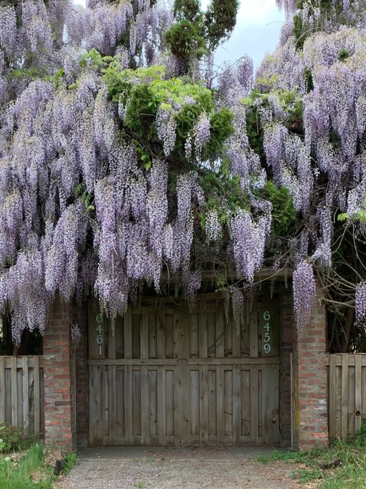 On one of the city’s busiest streets, a tall wooden-slat gate with brick pillars is topped by layer upon layer upon layer of blooming wisteria, the wisteria itself filling more than half the height of the photograph. 