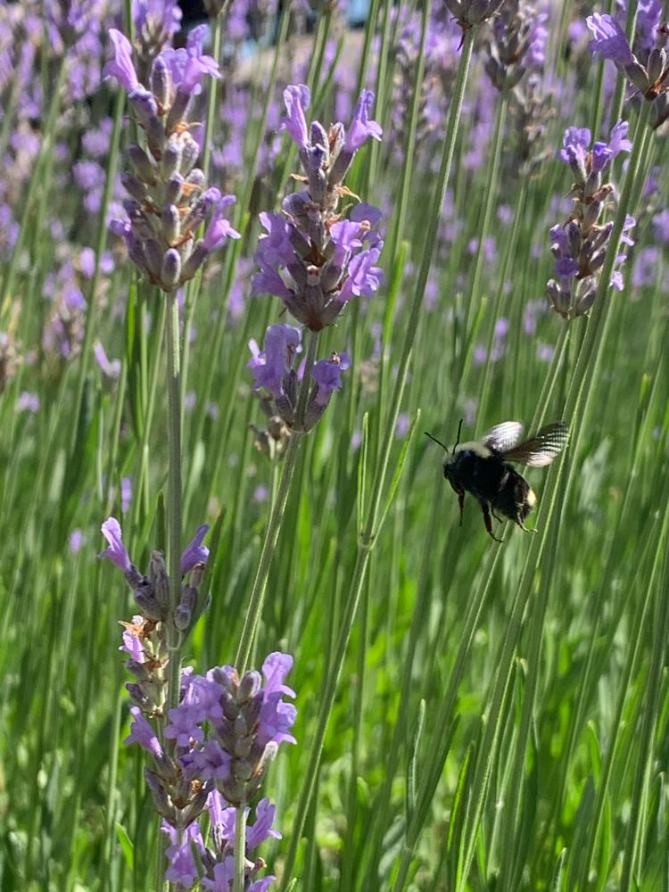 A cute-as-hell bumblebee mid-flight in a lavender bush. His little legs be danglin’.