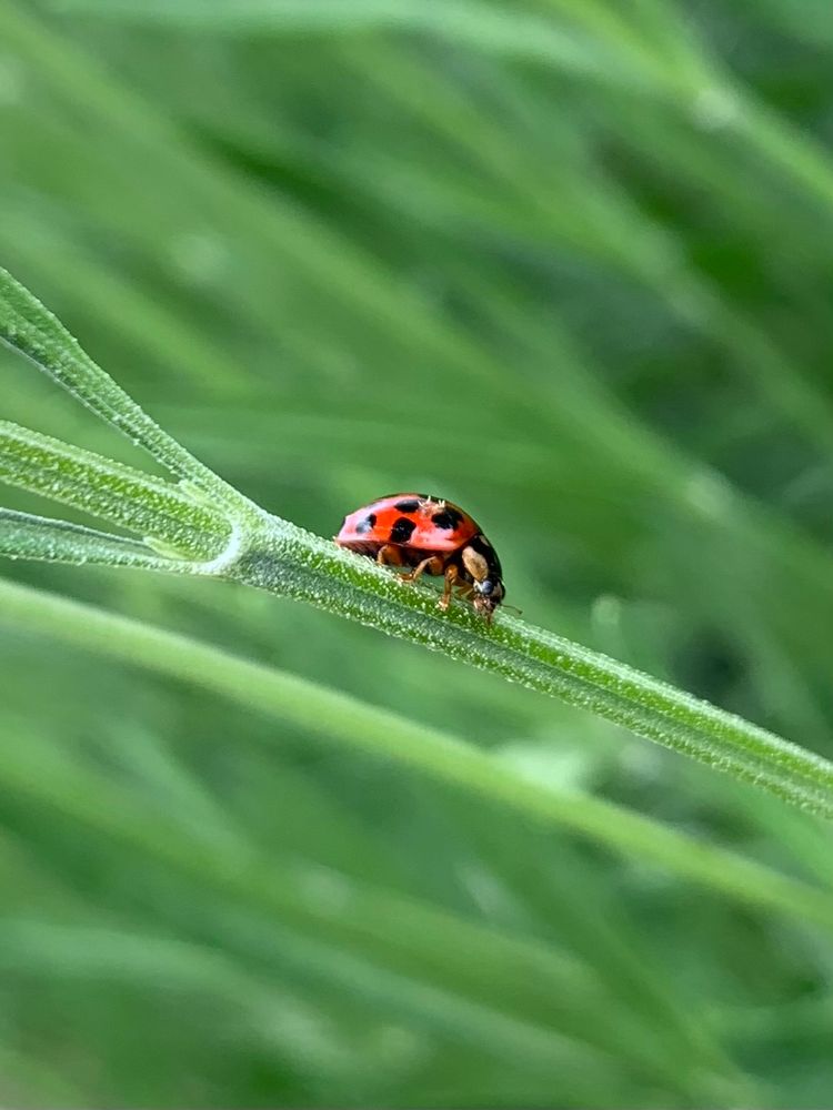 A wee red and black ladybug resting on the stalk of some English lavender. 