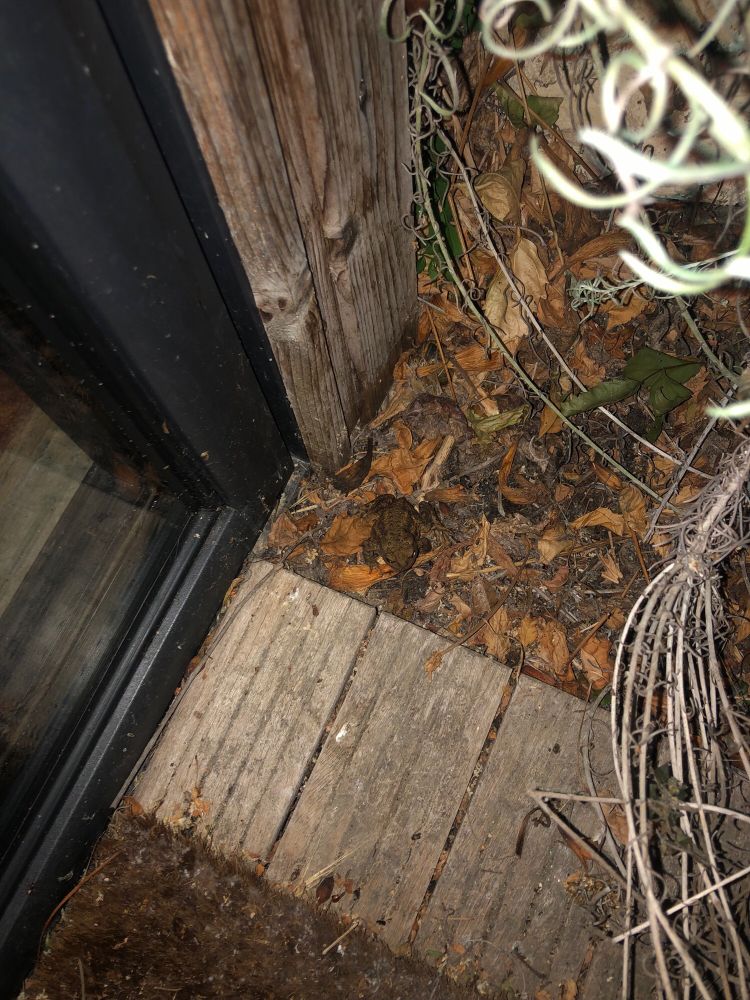 Au milieu des feuilles mortes un crapaud