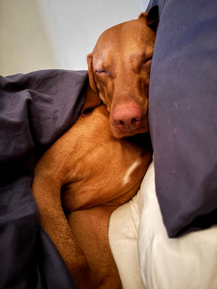 Ginger coloured dog asleep in bed