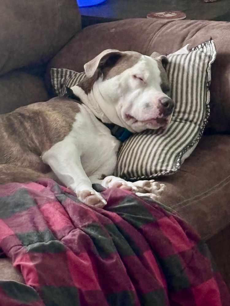 Luna a grey brindle and white pit bull mix sleeps soundly and sweetly on her favorite pillow on the couch like she owns it. 