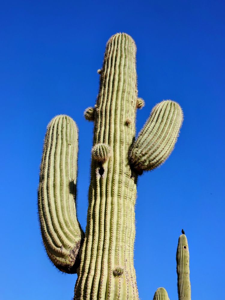 Deep blue skies surround a huge cactus in Phoenix Arizona.