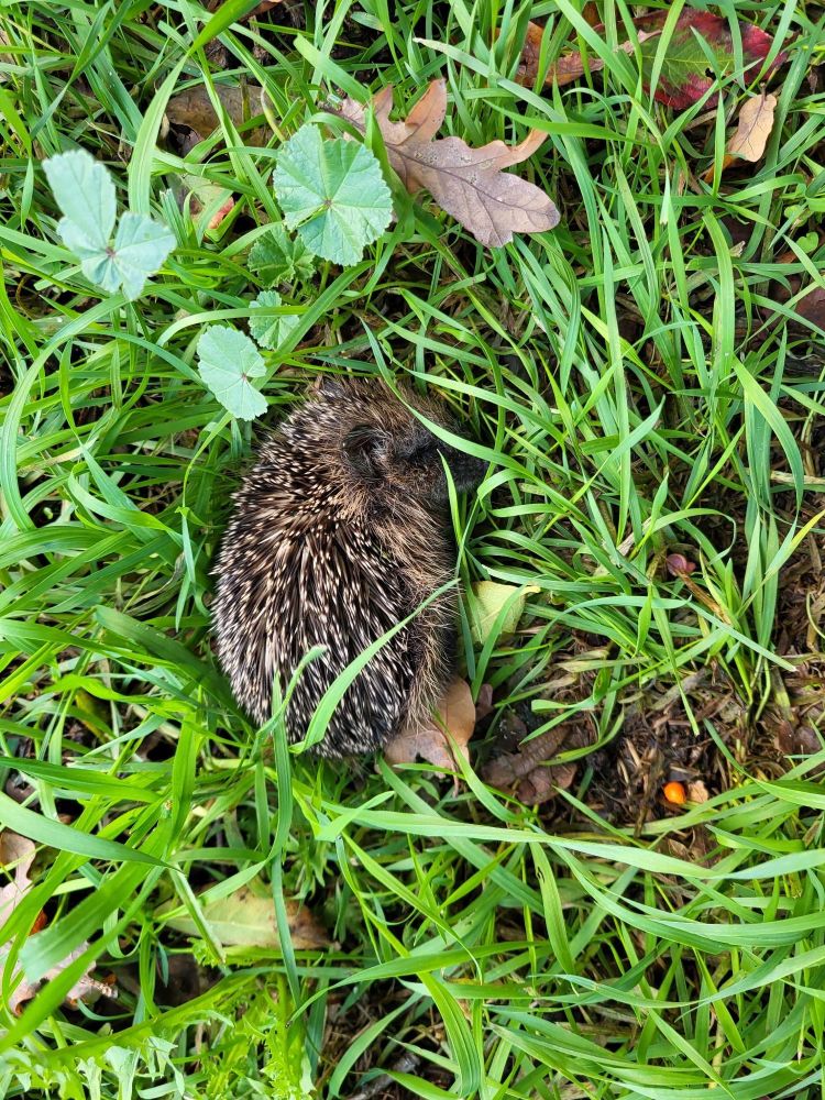Kleiner Igel