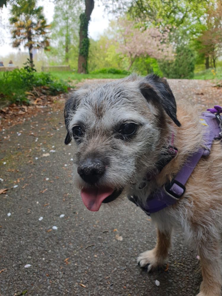 Border Terrier looking at camera. Her tongue is sticking out. In the background there are trees and some cherry blossom.