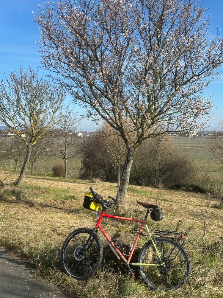 Surly Long-haul Trucker adjacent to an apple tree in early stages of flowering. Background is still a late winter landscape against a blue sky