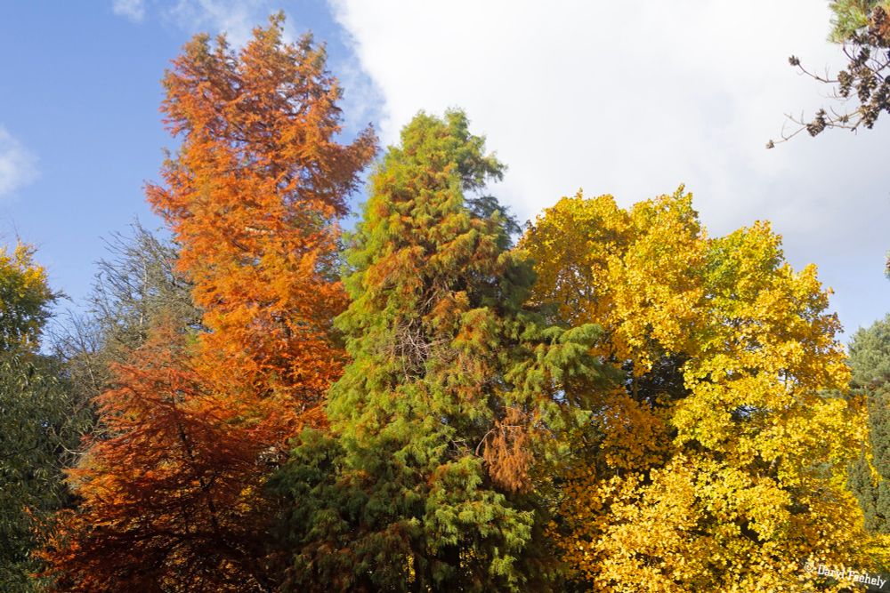 A trio of Autumn trees with amber, green, and yellow leaves. 