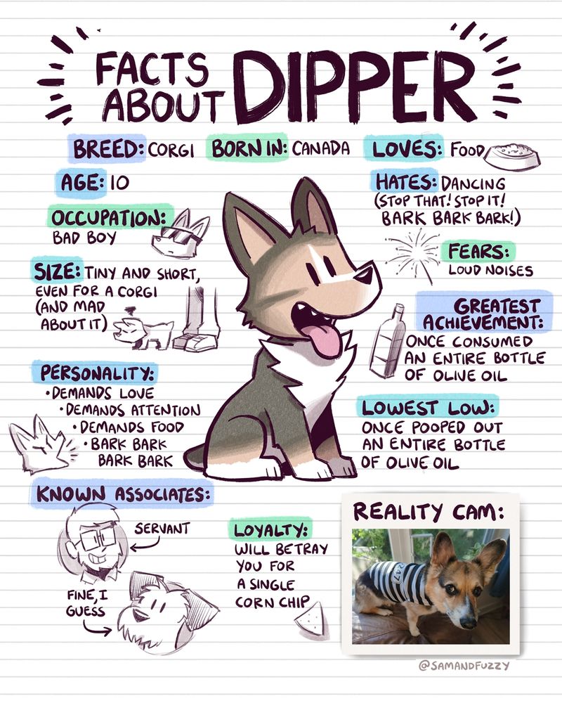 A bio page for my corgi Dipper, made to look like it was drawn on a loose leaf sheet of Beamer. A drawing of diverse around it by a bunch of handwritten facts. 
Breed: corgi
Born in: Canada 
Age: 10 
Occupation: bad boy 
Size: tiny and short, even for a Corgi, and mad about it 
Personality: demands love 
Demands attention 
Demands food 
Bark bark bark bark 
Known associates: 
A picture of me is labeled as servant 
Picture of my other dog poppy is labeled as fine, I guess 
Loves : food 
Hates: dancing, stop that, bark bark 
Fears: loud noises 
Greatest achievement: once consumed, an entire bottle of olive oil
Lowest low: once pooper out an entire bottle of olive oil

Then there is a photo of the real life Dipper, wearing a prisoner costume